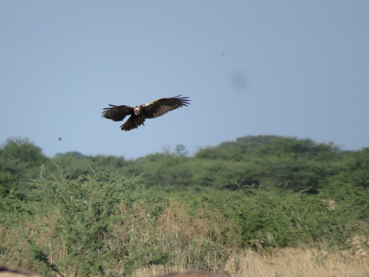 afrikasivhauk - ML645896152