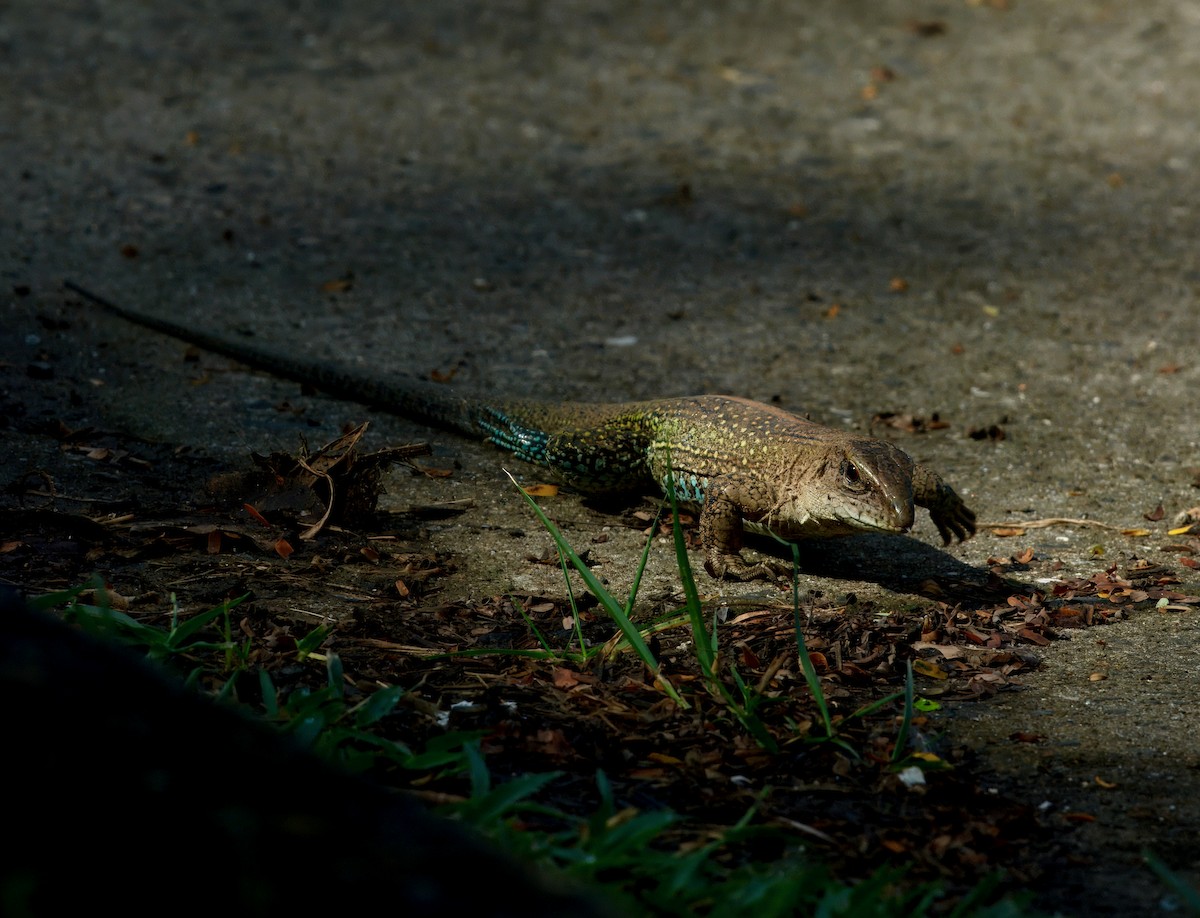 Dusky Giant Ameiva - ML645896154