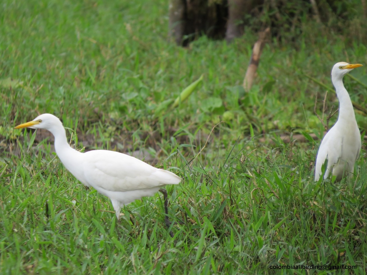 kuhegre - ML645896156