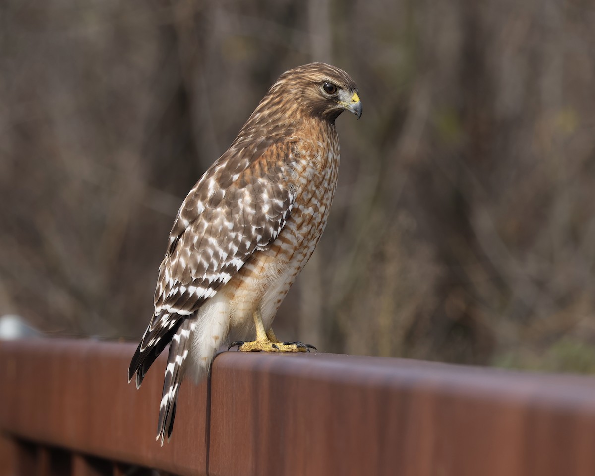 rødvingevåk - ML645896161