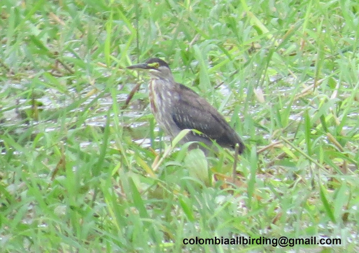 krabbehegre - ML645896163