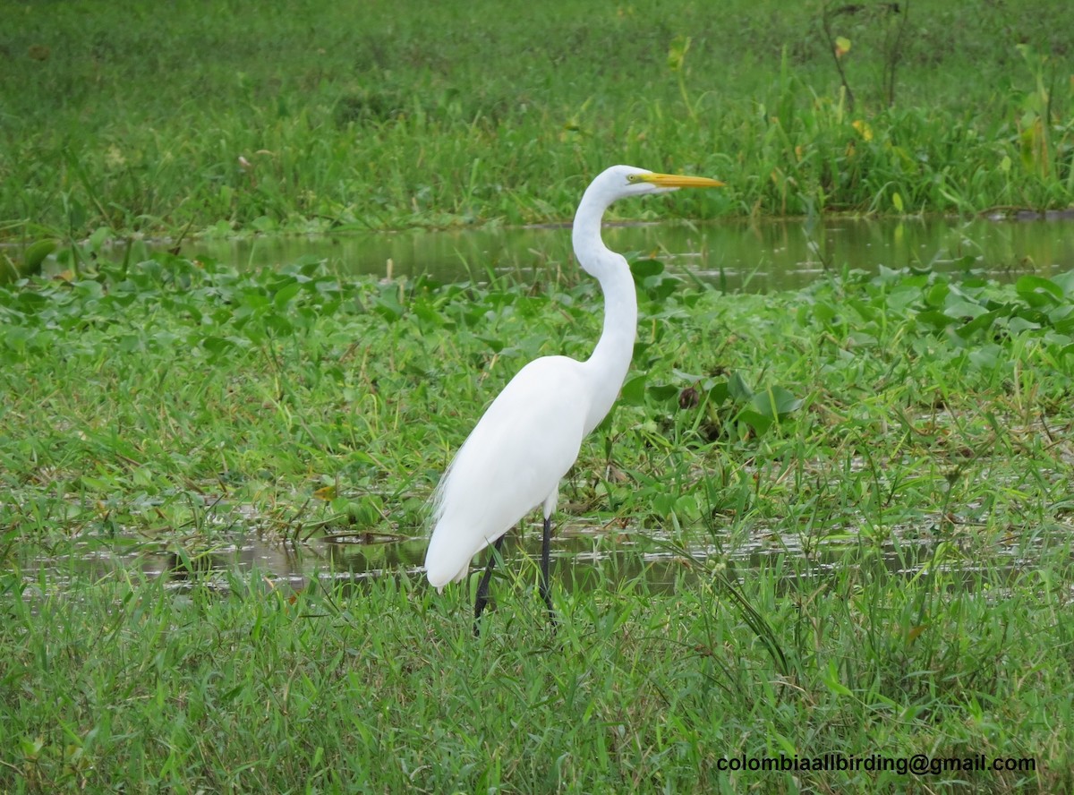 egretthegre - ML645896164