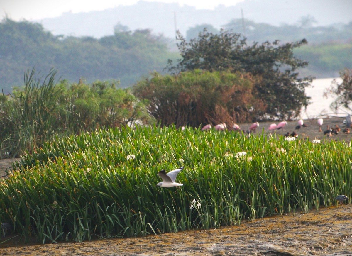 gråhodemåke - ML645896171