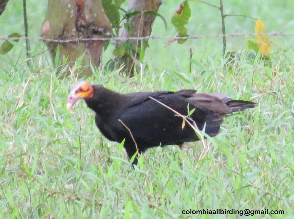 skogkondor - ML645896172