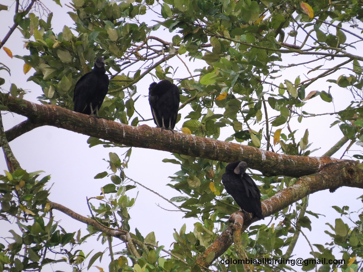 svartkondor - ML645896178