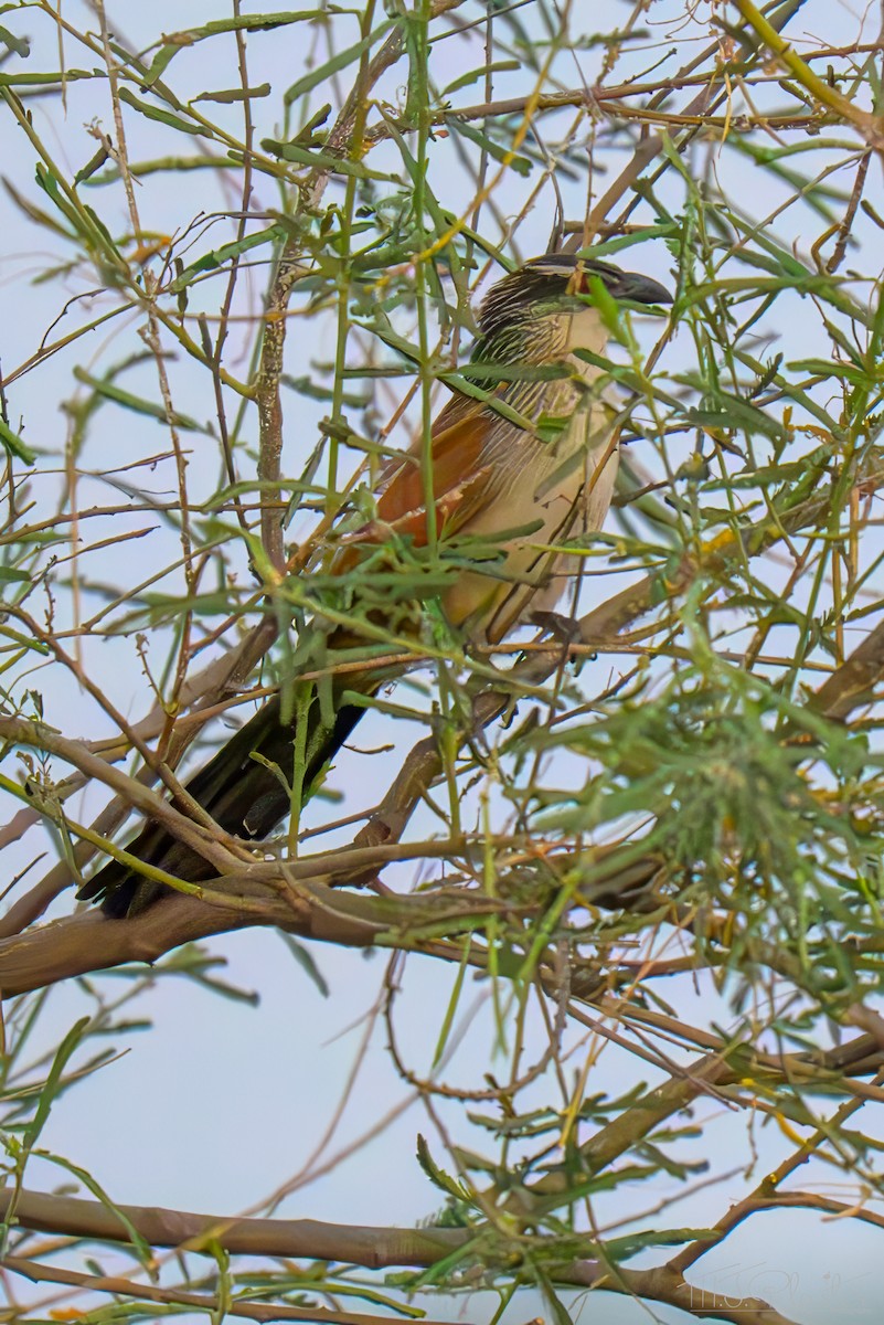 hvitbrynsporegjøk - ML645896179