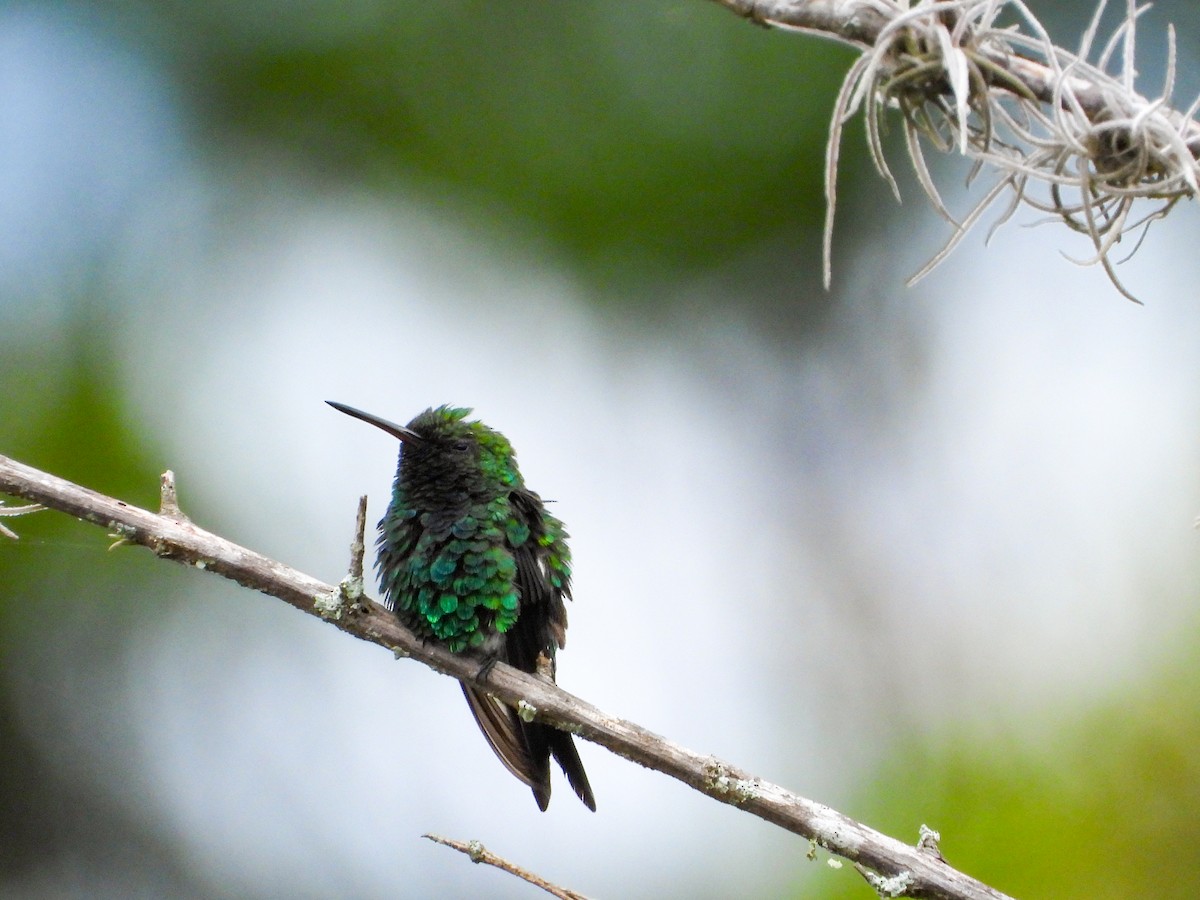 Красноклювый изумруд - ML645896181