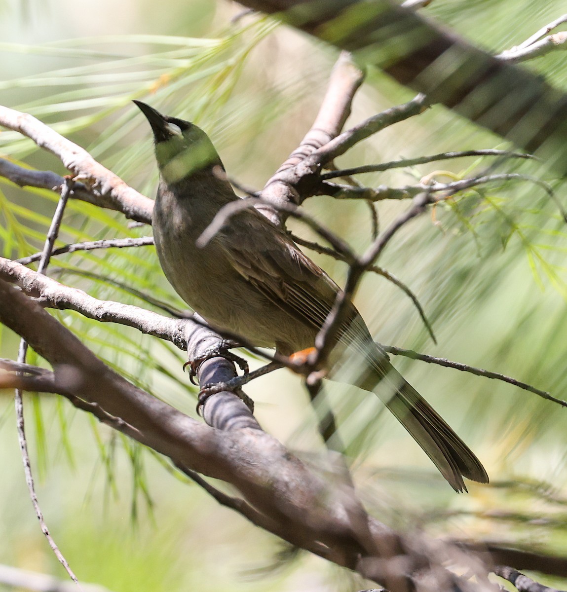 hvitvikhonningeter - ML645896183