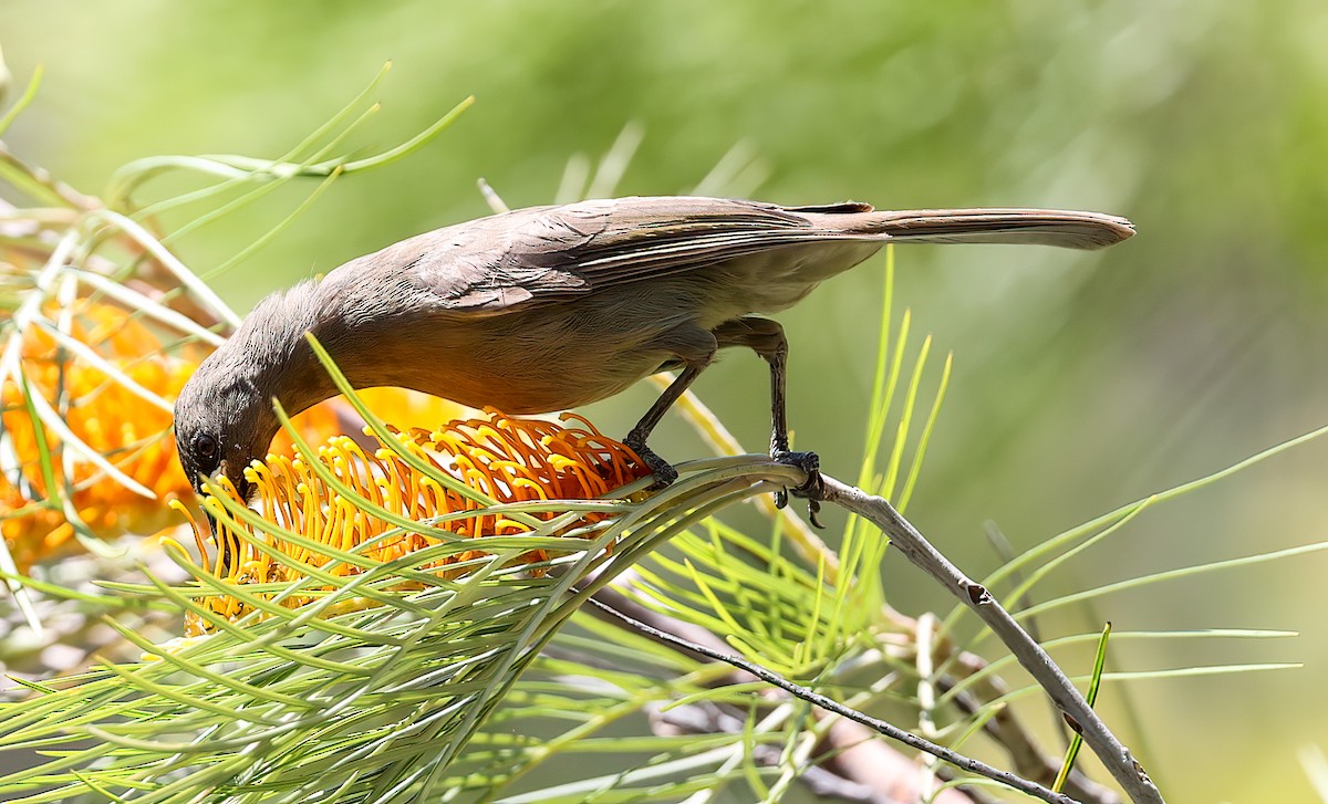 hvitvikhonningeter - ML645896184