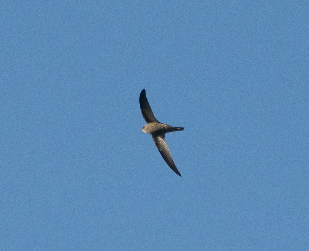 gråseiler - ML645896185