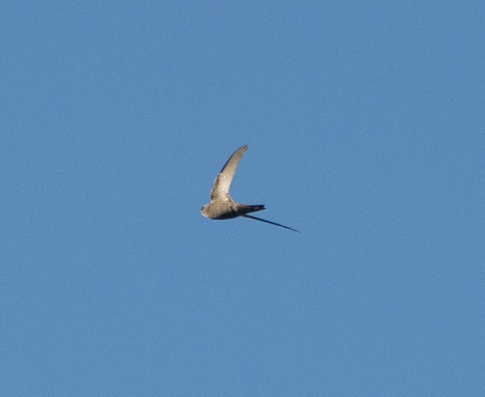 gråseiler - ML645896187