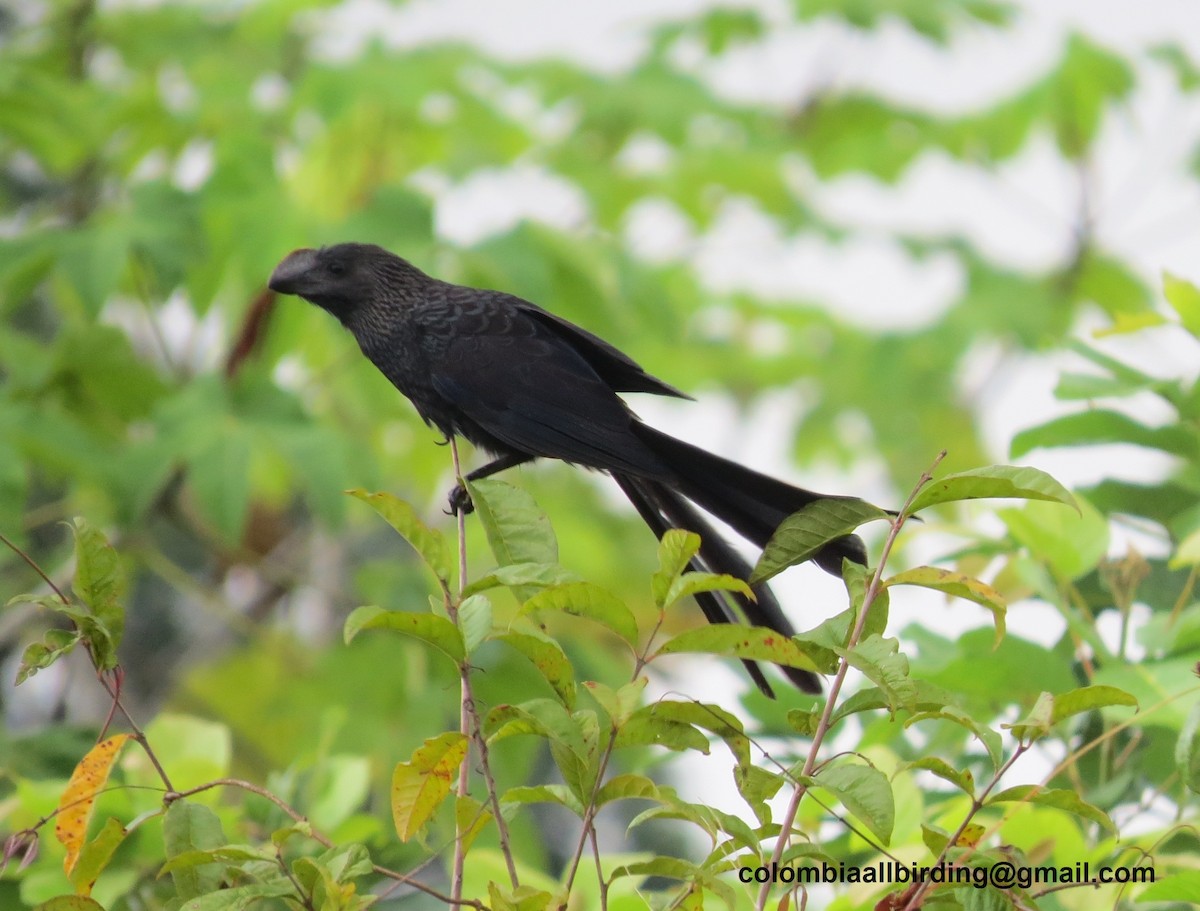 glattnebbani - ML645896190