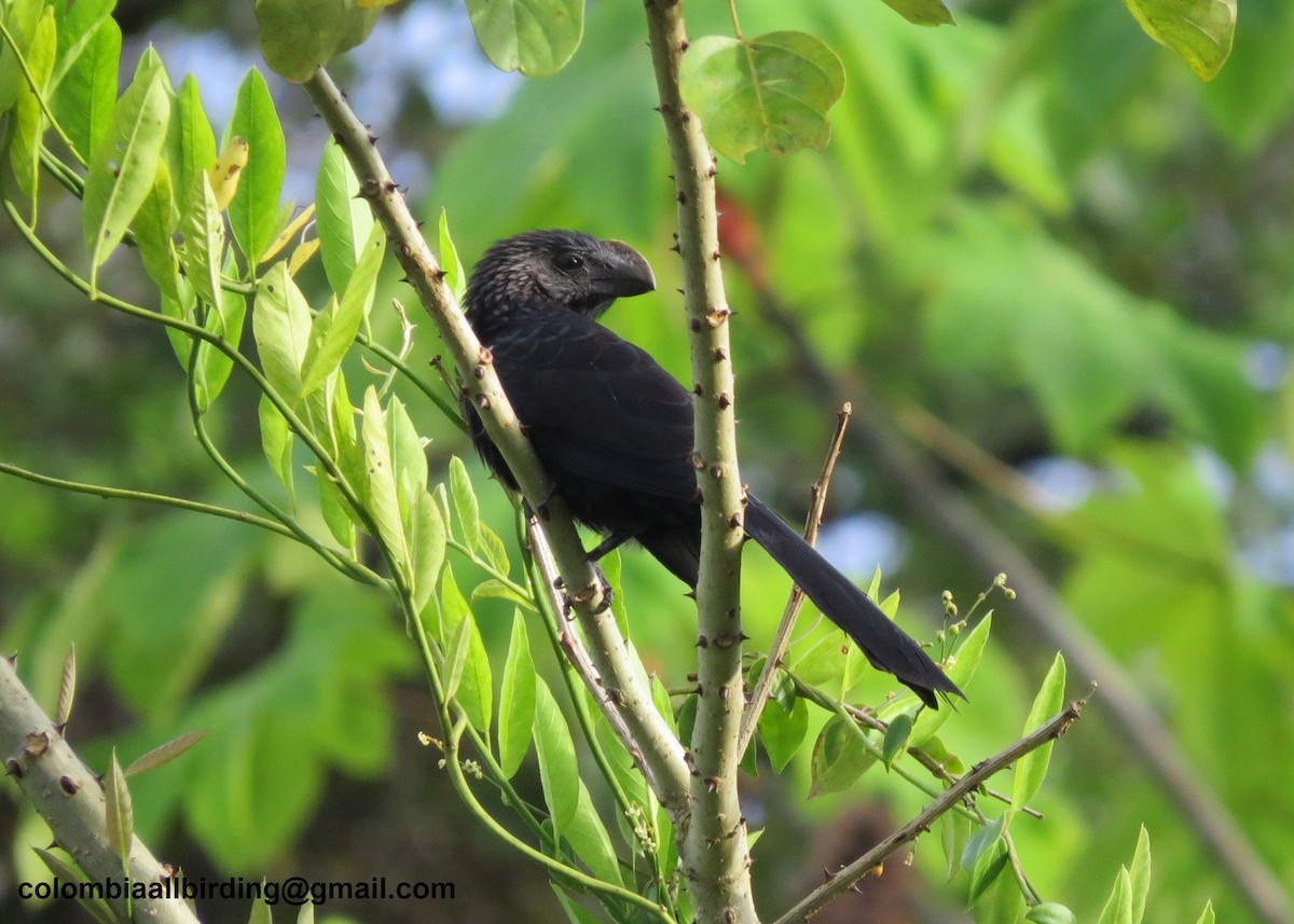 Ані товстодзьобий - ML645896193
