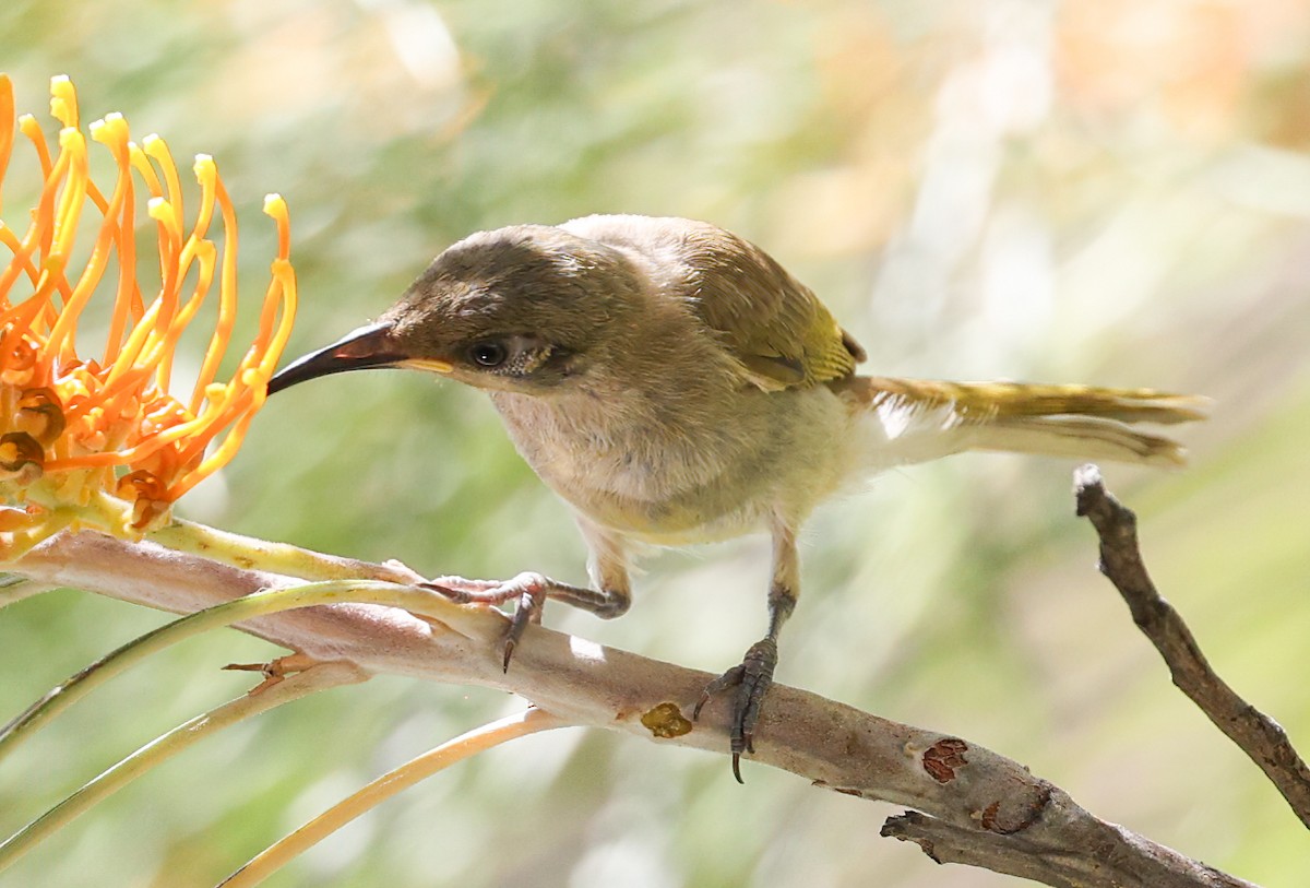 Brown Honeyeater - ML645896194