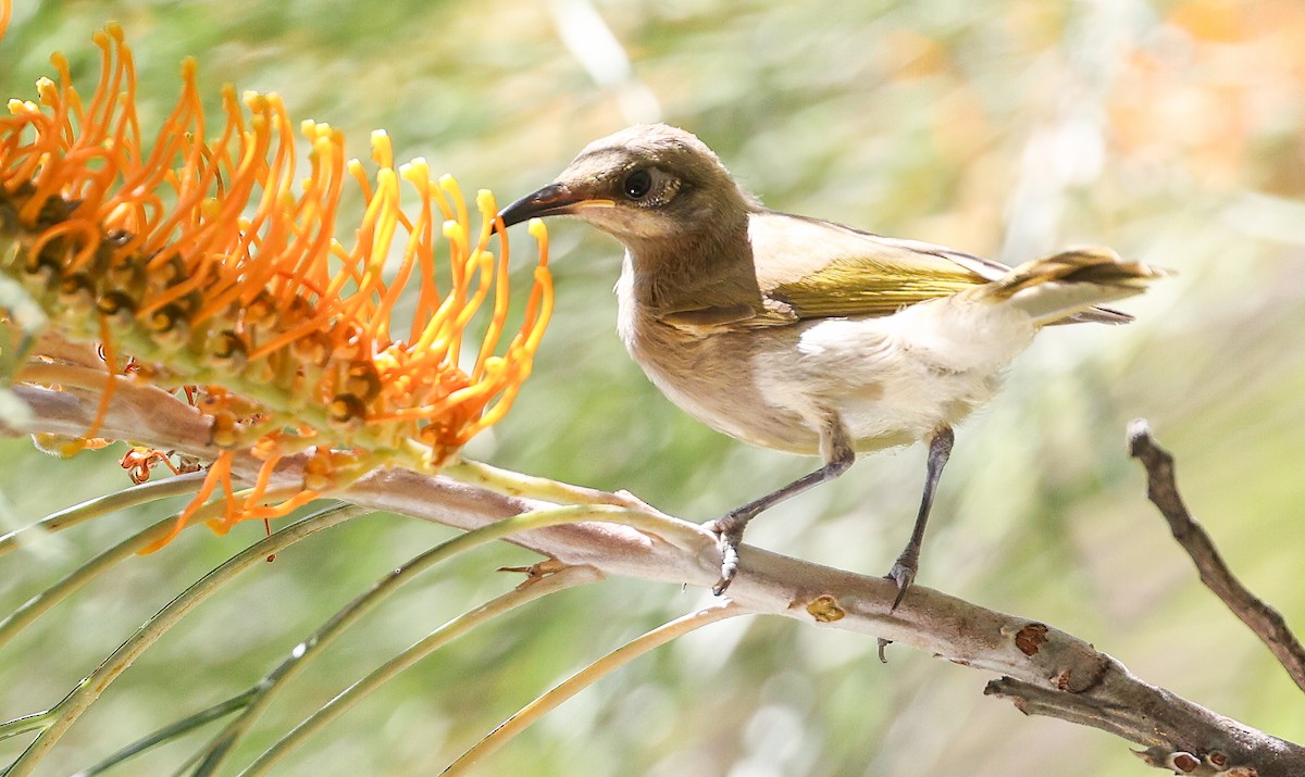 Brown Honeyeater - ML645896195