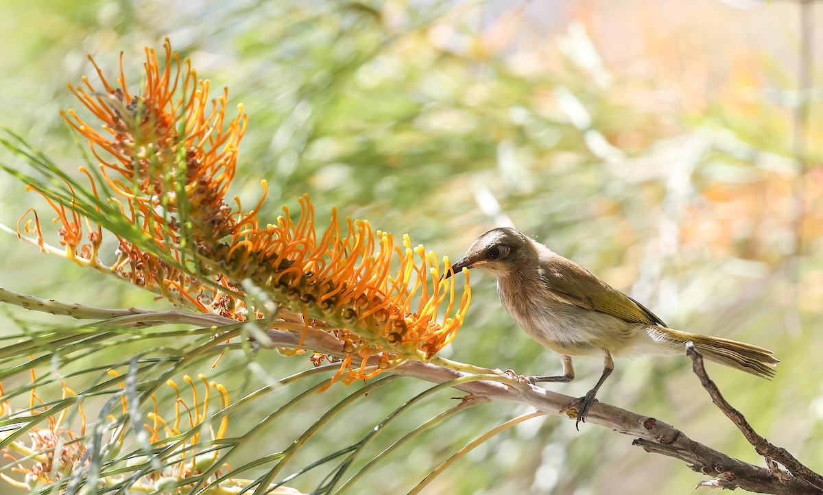 Brown Honeyeater - ML645896196