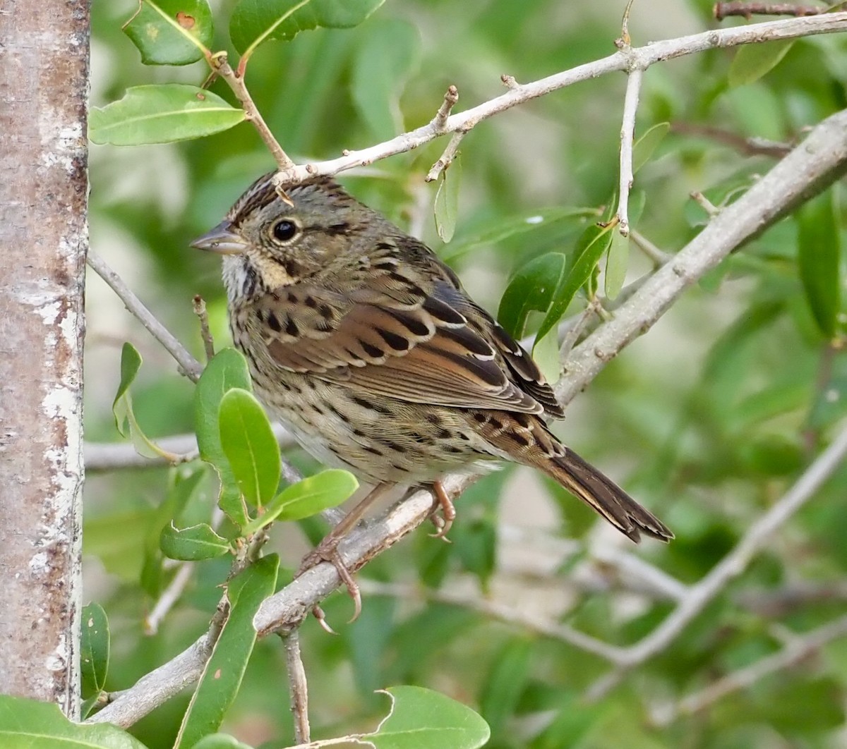 Lincoln's Sparrow - ML645896197