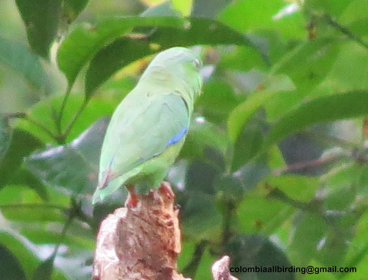 Riparian Parrotlet - ML645896204