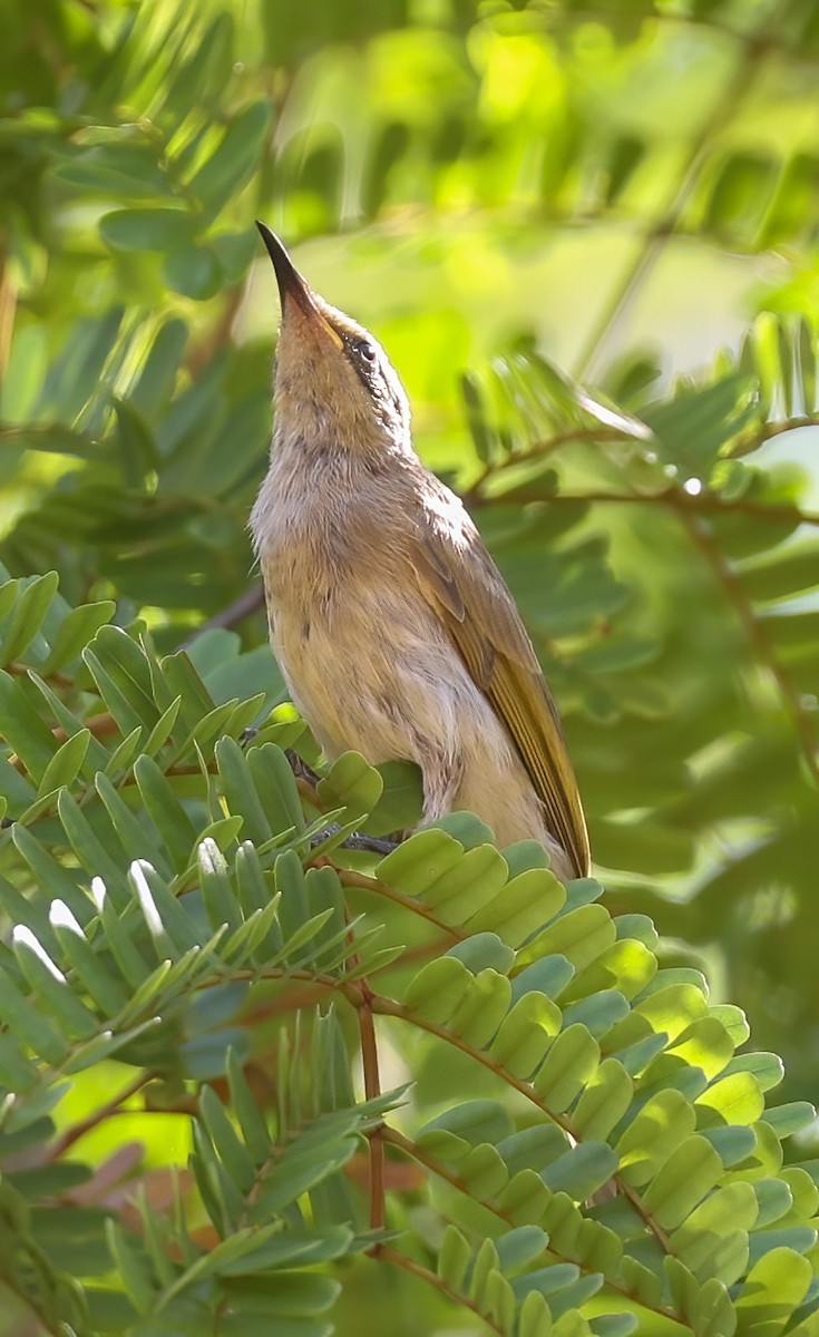 Brown Honeyeater - ML645896205