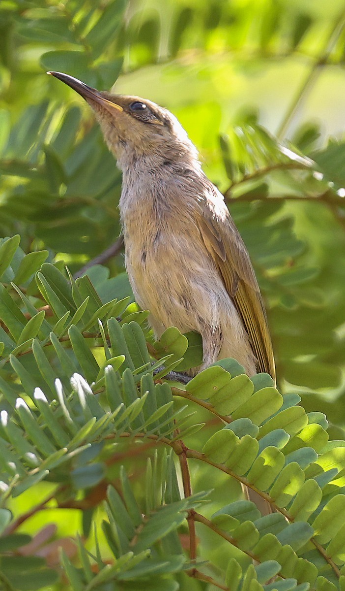 Brown Honeyeater - ML645896206