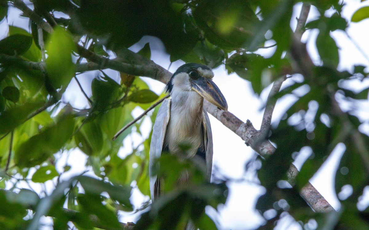 båtnebbhegre - ML645896211