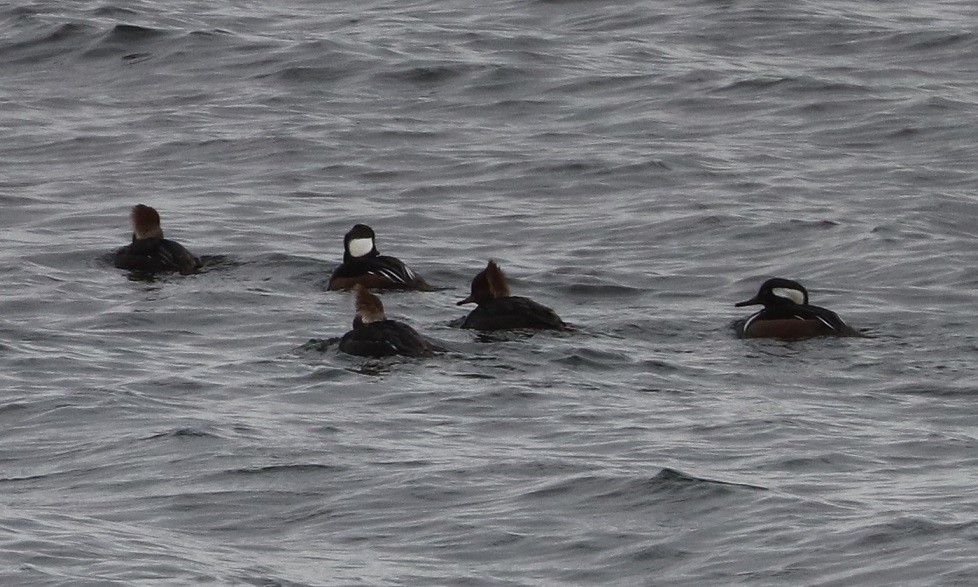 hjelmfiskand - ML645896212