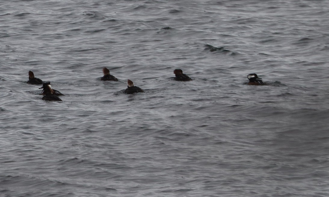 hjelmfiskand - ML645896215