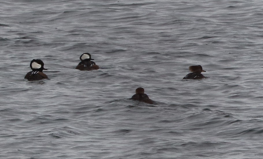 hjelmfiskand - ML645896216