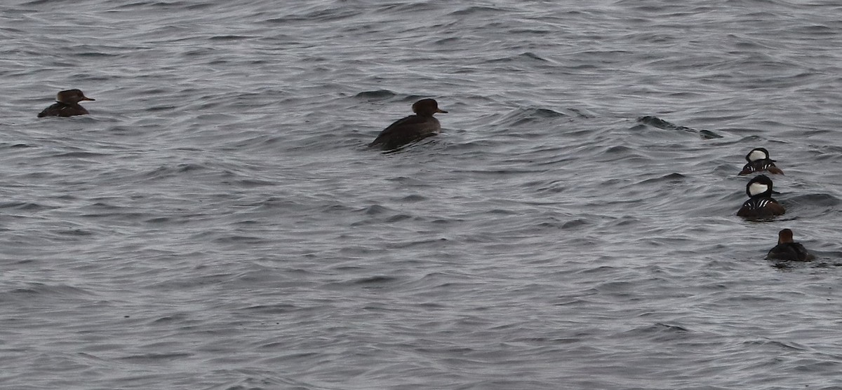 hjelmfiskand - ML645896217