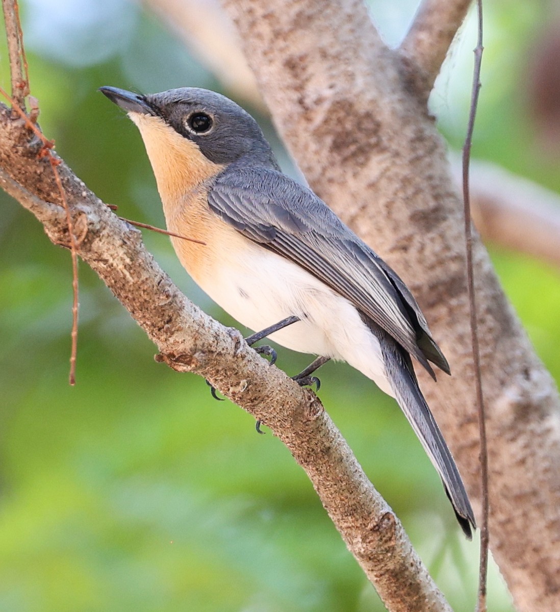 rødstrupemonark - ML645896220