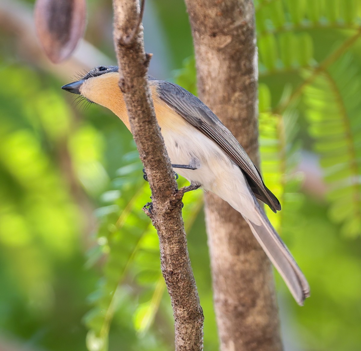 rødstrupemonark - ML645896221