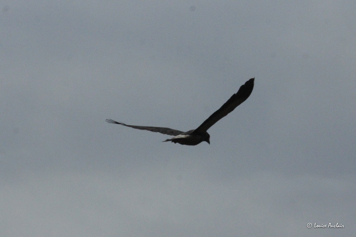 ub. fugl (Aves sp.) - ML645896224