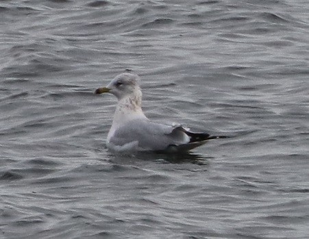 ringnebbmåke - ML645896227