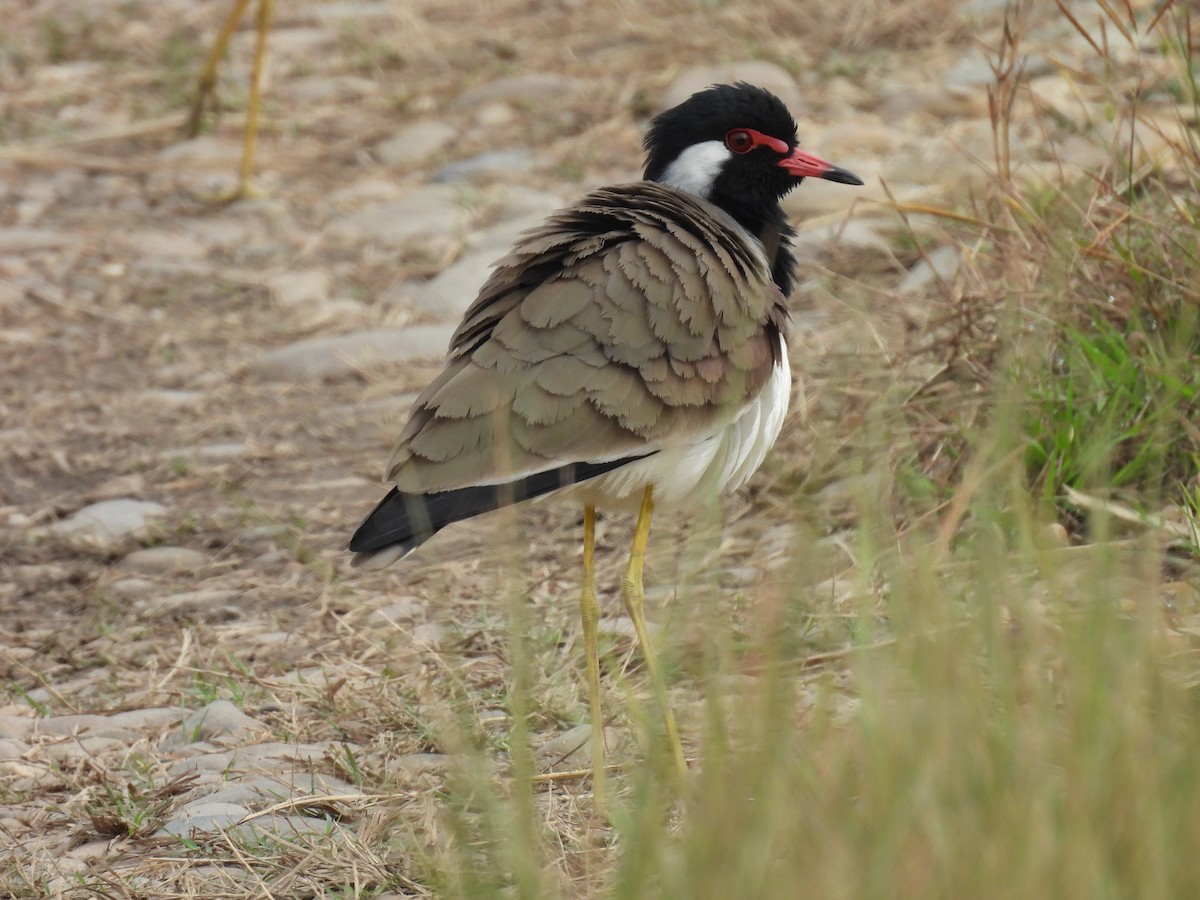 brillevipe - ML645896228