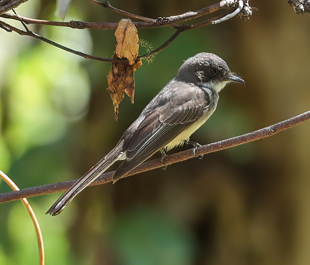 gråbrystviftestjert - ML645896232