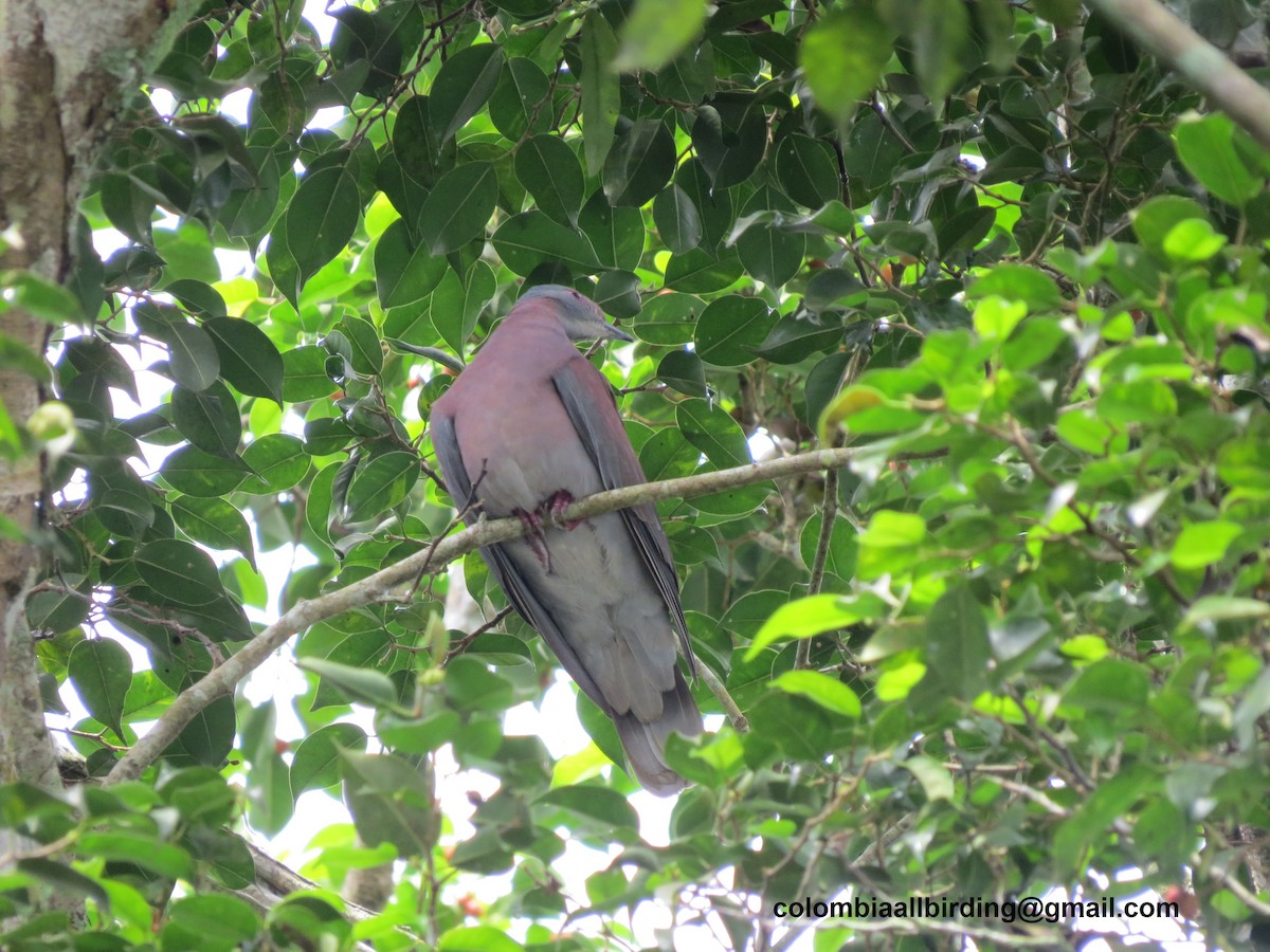 kajennedue - ML645896233