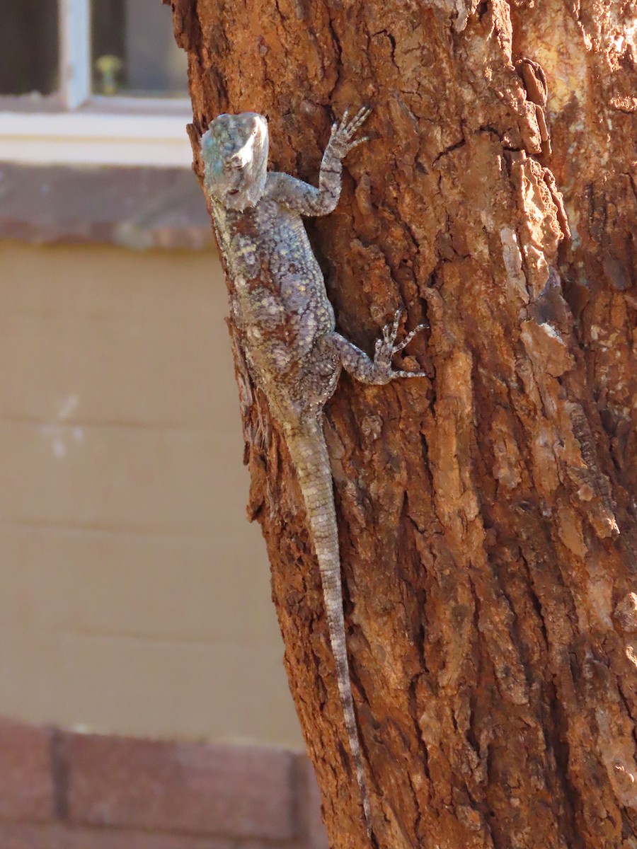 Southern Tree Agama - ML645896236