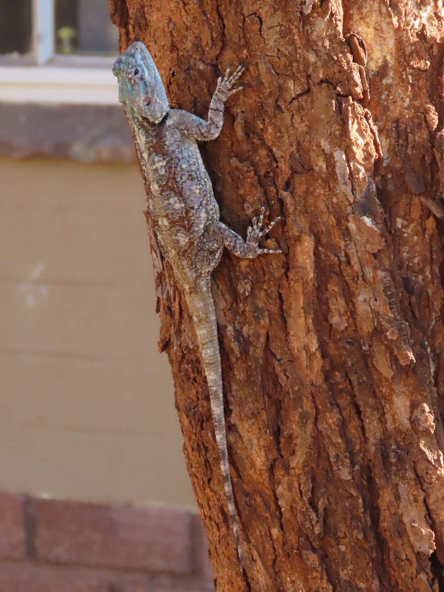 Southern Tree Agama - ML645896237