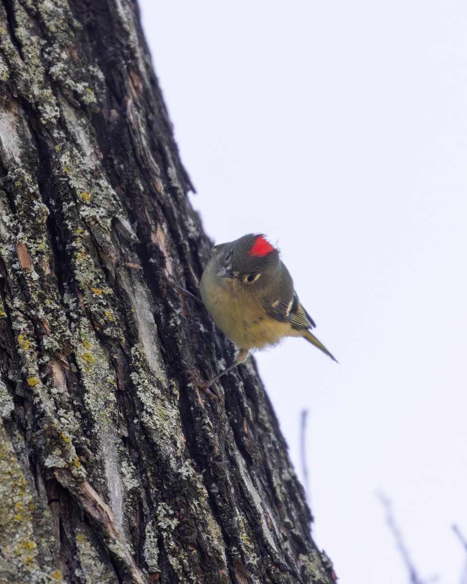 rubinfuglekonge - ML645896239