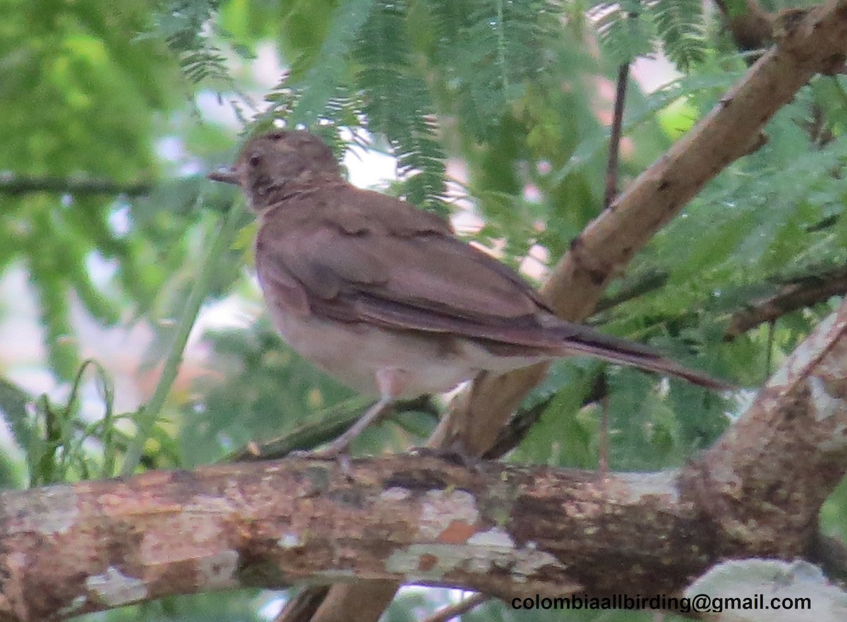 svartnebbtrost - ML645896240