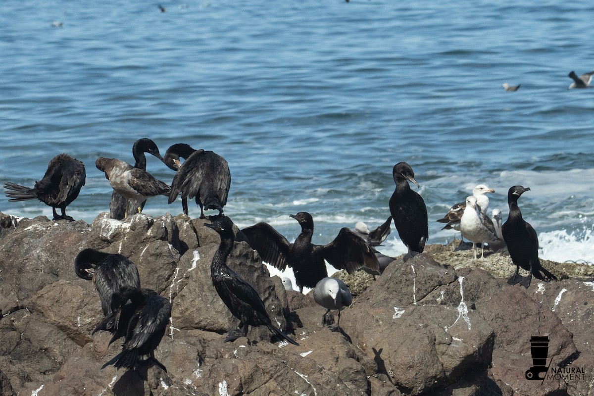 flodskarv - ML645896241