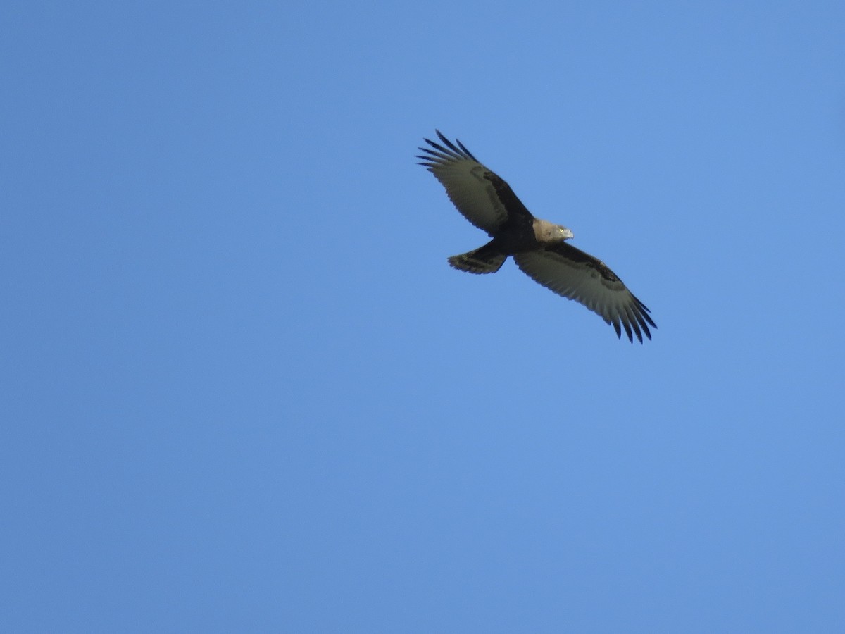 brunslangeørn - ML645896243