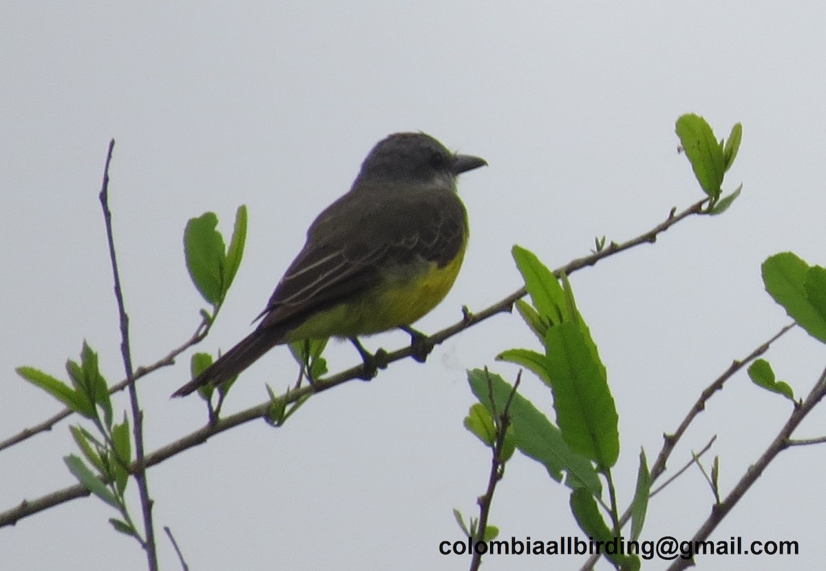 tropekongetyrann - ML645896244