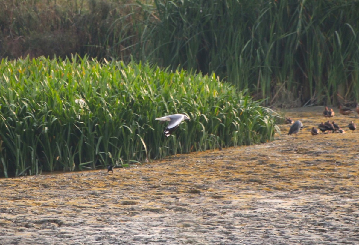 gråhodemåke - ML645896248