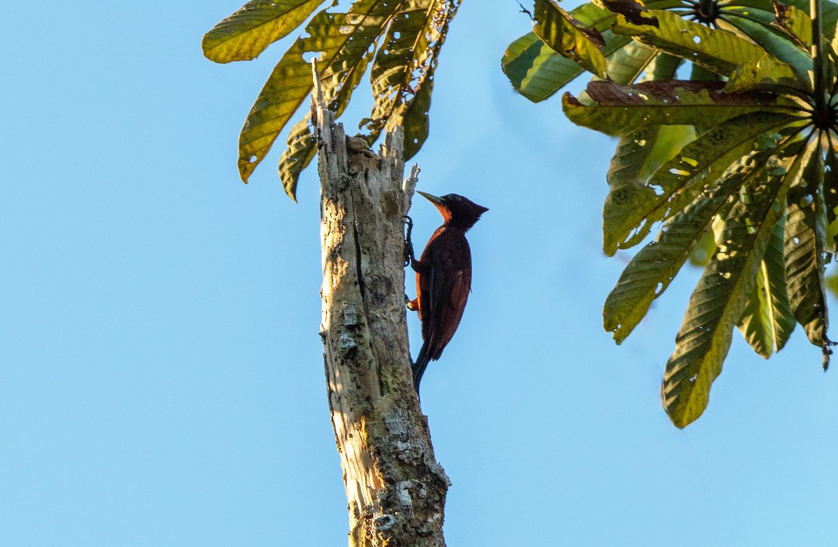 sjokoladespett - ML645896249