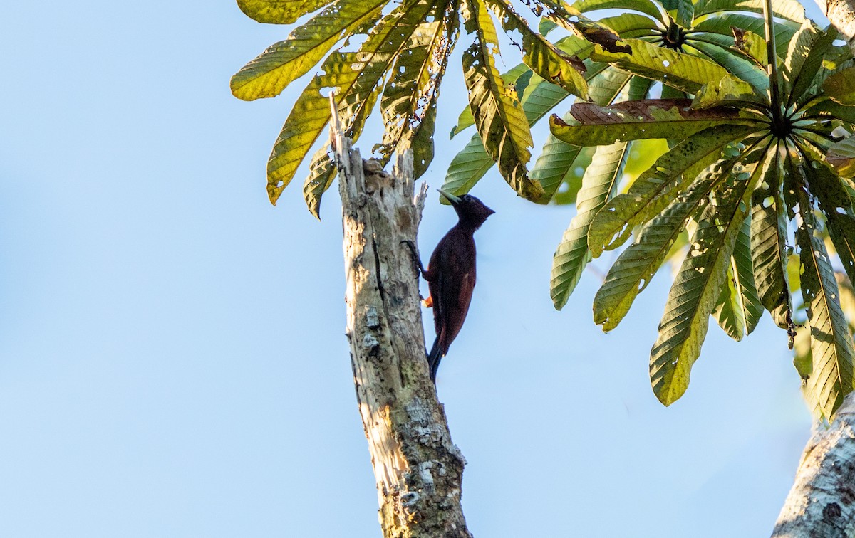 sjokoladespett - ML645896250