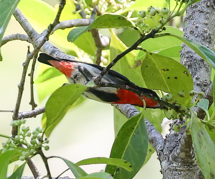 mistelteinfugl - ML645896253