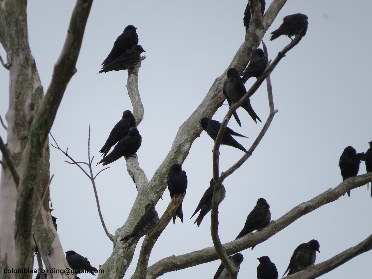 argentinasvale - ML645896255