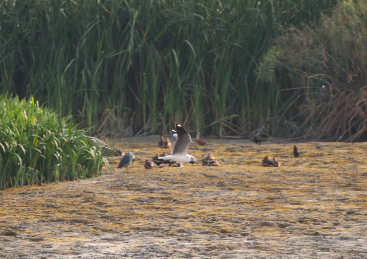 racek šedohlavý - ML645896257