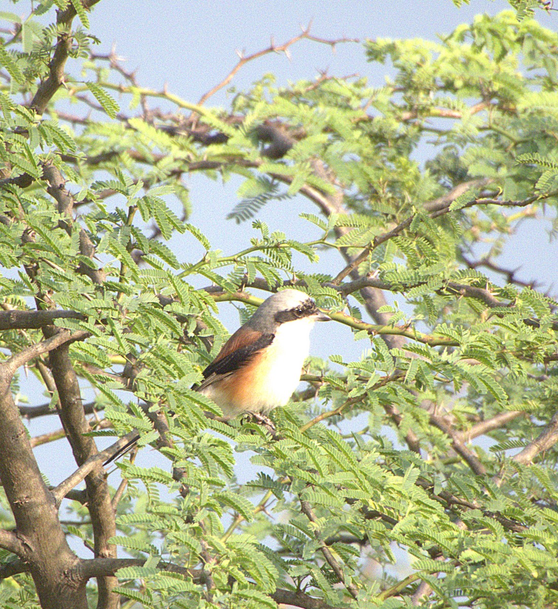 Pie-grièche à bandeau - ML645896259